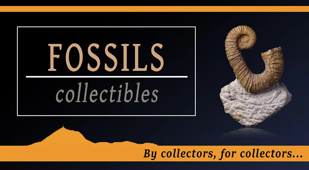 Fossiles de collection