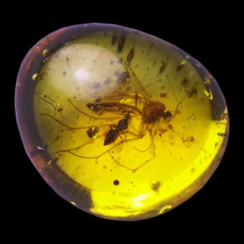 Ambre à insectes polie de la Mer Baltique