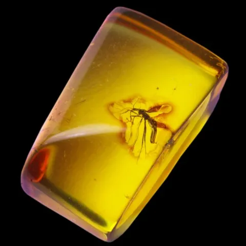 Ambre à insectes polie de la Mer Baltique