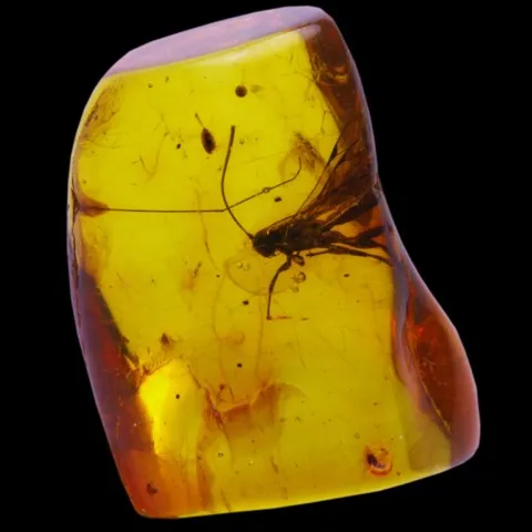 Ambre à insectes polie de la Mer Baltique
