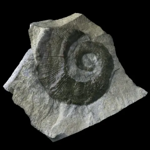 Ammonite de France (crioceratite duvali)