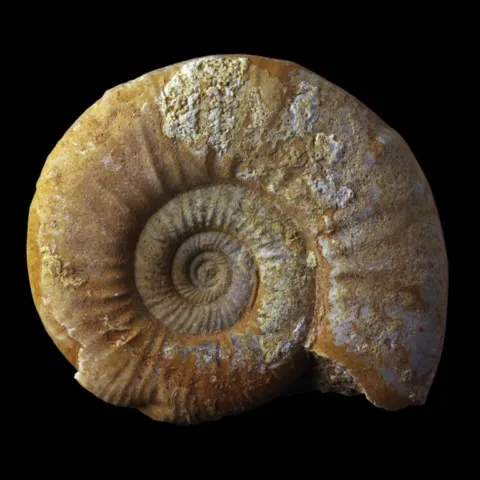 Ammonite de France (grossouvria kontkiewiczi variabilis)
