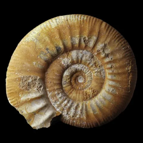 Ammonite de France (choffatia kontkiewiczi evoluta)