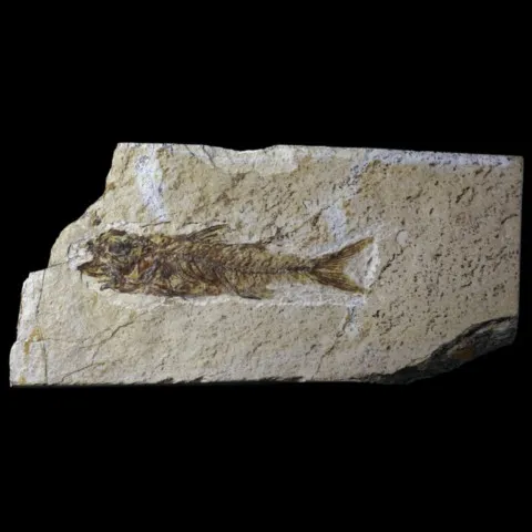 Poisson fossile (dapalis macrurus) de France