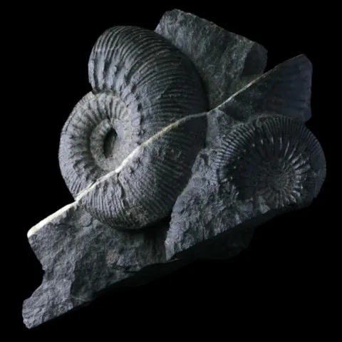 Ammonite de France (cadomites psilacanthus)