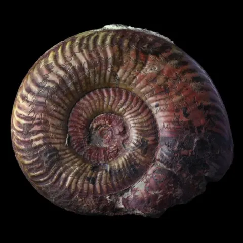 Ammonite de France (pseudogrammoceras fallaciosum)
