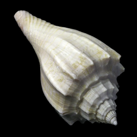 Athleta Spinosa fossile de Damery, Marne, France