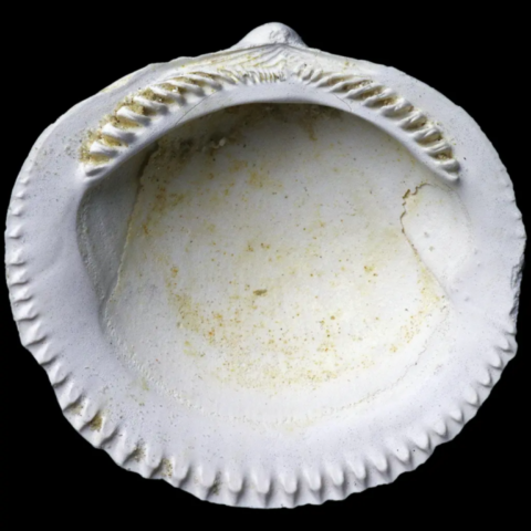 Gastéropodes fossiles