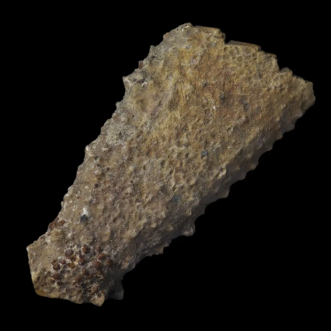 Oursin fossile de France