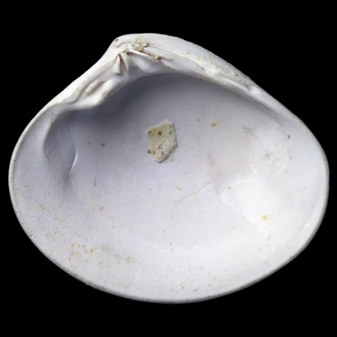 Gastéropodes fossiles