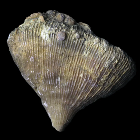 Corail fossile de France