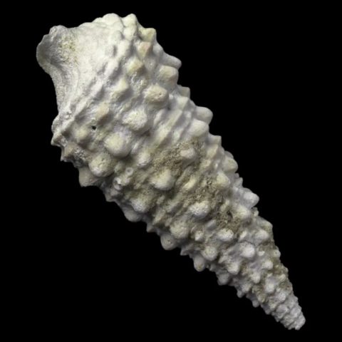 Serratocerithium tuberculosum fossile de France