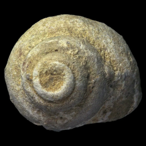 Ampullospira Longispira fossile de France