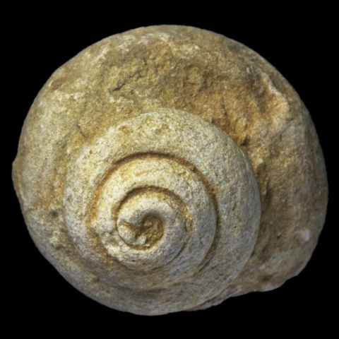 Ampullospira Longispira fossile de France