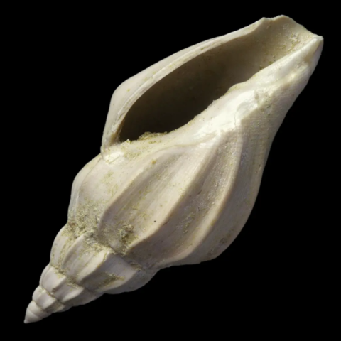 Volutilithes Torulosus fossile de France