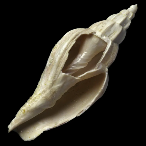 Volutilithes Torulosus fossile de France