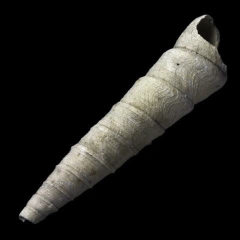Haustator Contractus fossile de France