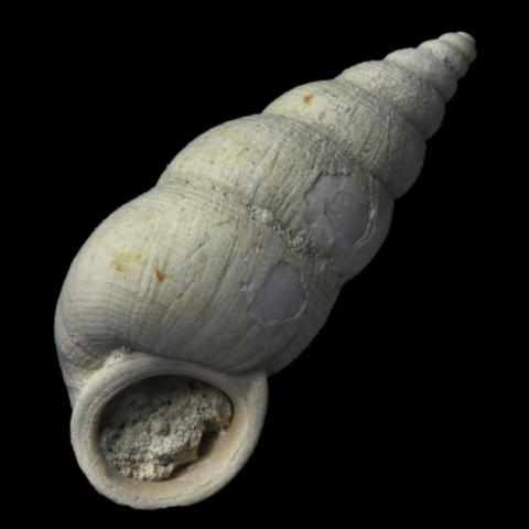 Dissostoma Mumia fossile de France
