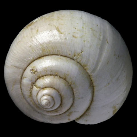 Amaurellina Willemeti fossile de France