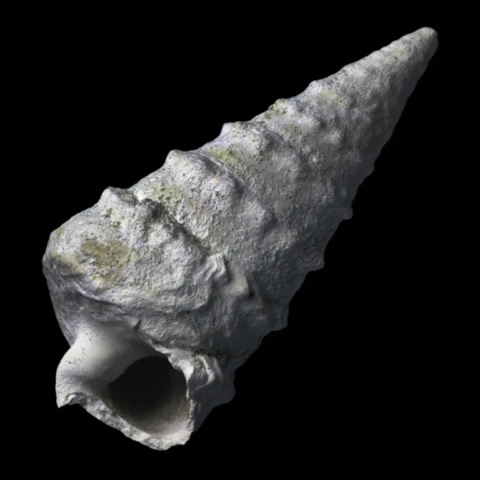 Tympanotonos Conarius fossile de France