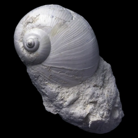 Ampullina Sigaretina fossile de France