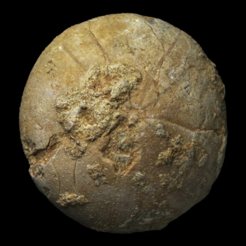 Holectypus Depressus fossile de France