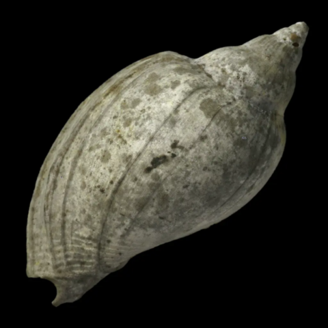 Cryptochorda Stromboides fossile de France