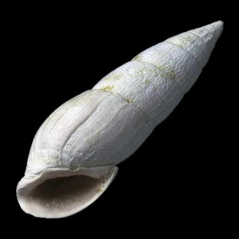Bayania Lactea fossile de France