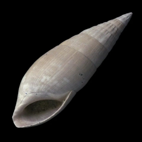 Bayania Lactea fossile de France