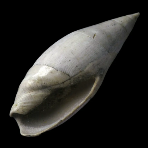 Ancilla Olivula fossile de France