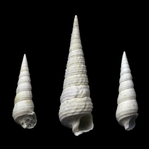 Tympanotonos Roissyi fossile de France