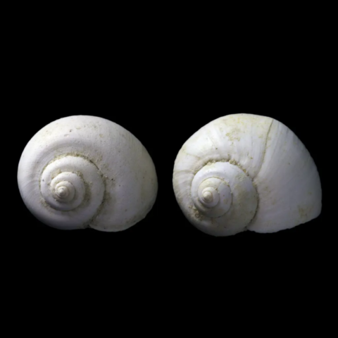 Ampullina Parisiensis fossile de France