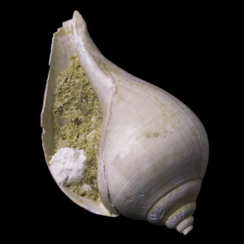 Sylostoma Bulbiforme fossile de France