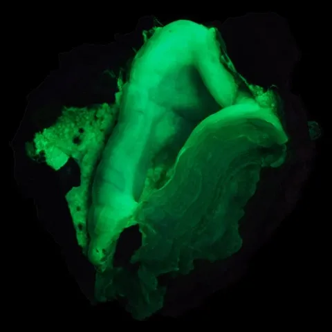Calcédoine fluorescente deYankee Dog Claim, Hidalgo County, Nouveau-Mexique, USA