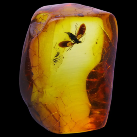 Ambre à insecte de la Mer Baltique