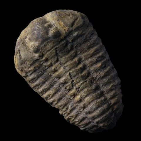 Trilobite calymene du Maroc