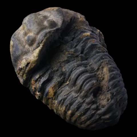 Trilobite calymene du Maroc