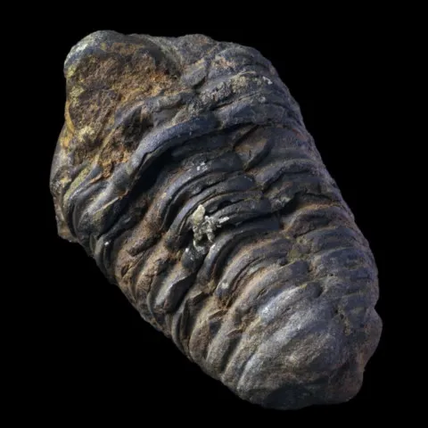 Trilobite calymene du Maroc