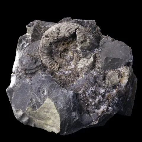 Ammonite de France