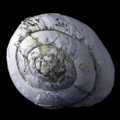 Helix ramondi de la Mine des Rois, Dallet, Puy-de-Dôme, France