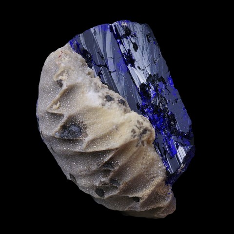 Azurite sur rhynchonelle fossile de Kerrouchene, Maroc