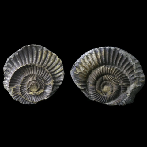 Ammonite de France (parkinsonia)