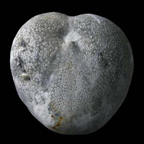 Oursin fossile micraster d'Espagne