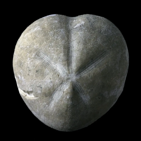 Oursin fossile micraster d'Espagne