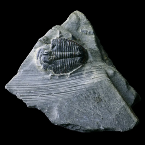 Trilobite elrathia kingi des USA