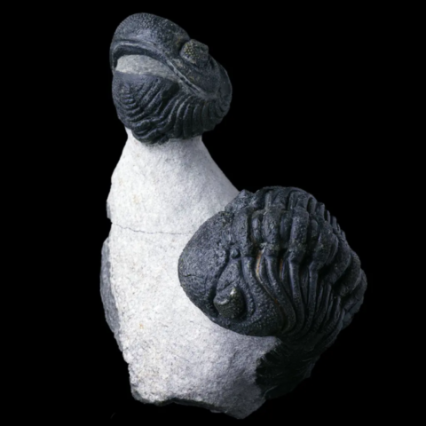 Trilobite phacops rana de Issimour, Alnif, Maroc