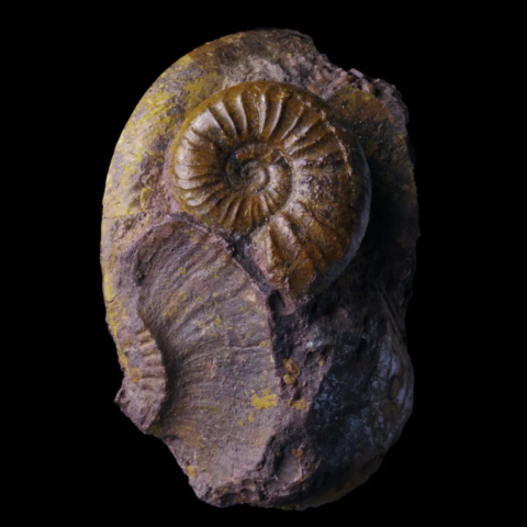 Ammonite de la Verpillière, Isère, France