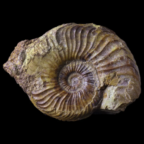 Ammonite de la Verpillière, Isère, France