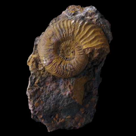 Ammonite de la Verpillière, Isère, France