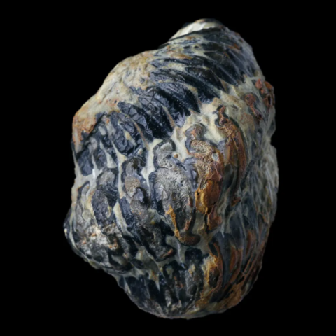 Trilobite colpocoryphe thorali de Landayran, Hérault, France